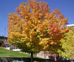 Urban Forest